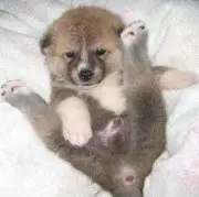 moko Hamada