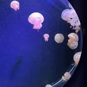 トマトの画像