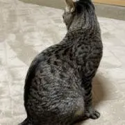 ずまの画像