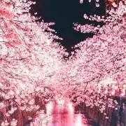 YMの画像