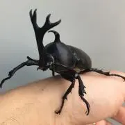 虫博士