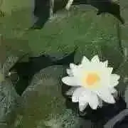 気分はピーチパイ