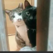 なほฅ^• ﻌ •^ฅ