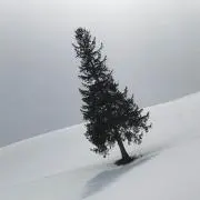 ラムの画像