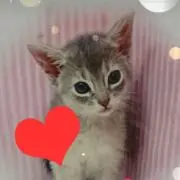 いっちゃママの画像