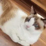 なつめ