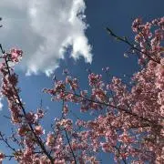 ろーじー