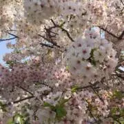 チャッピーの画像