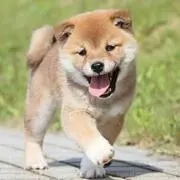 ぽんず