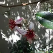 あいこ