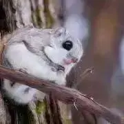 ももんが