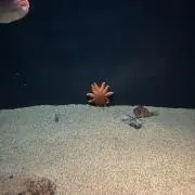 ぴぴぴの画像