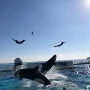 らくま