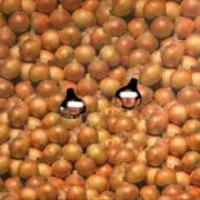 ユーキ　シロキチの画像
