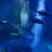 かずの画像
