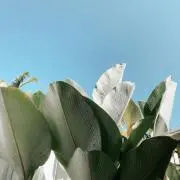 E.O
