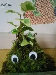 苔くんの画像