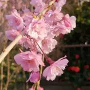 まるまる