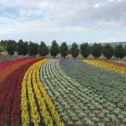 Ikkunの画像