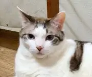 wata