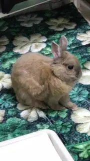 バタークリームケーキの画像