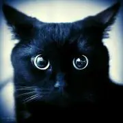 Kumasuke