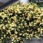 korkorの画像