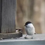 一草一花*の画像