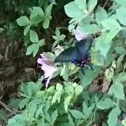 Noivoの画像