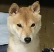 いちごの画像