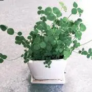 チャドの画像