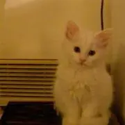 fellinizikaの画像