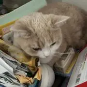 あんこの画像