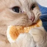 くろじ