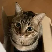 まここの画像
