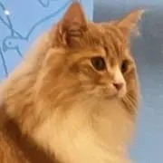 みーの画像