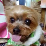 レミの画像