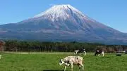 Agog★Shopの画像