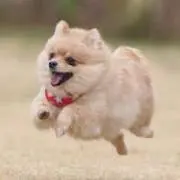 キーヨ