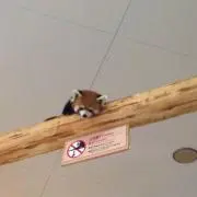 かんちゃんの画像