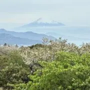内藤24時間発送の画像