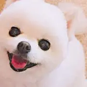 パンダの画像