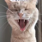 まちゃ坊の画像