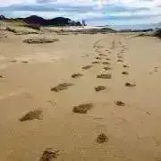 うさぎの画像