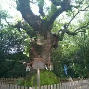 素の画像