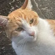 Fuwa Fuwa Y.