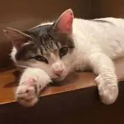 RUの画像