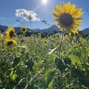 のんのんの画像