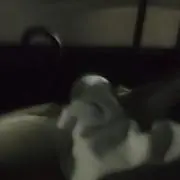 11wkkの画像