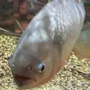 ミミックの画像